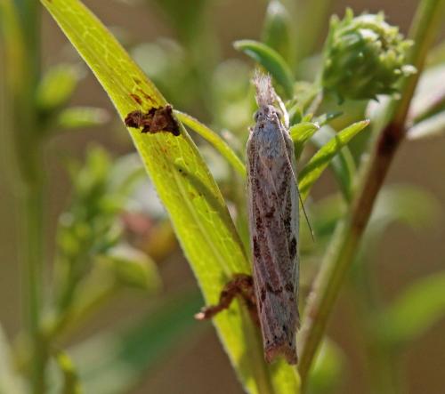 Réf. 290 903 : Agriphila geniculea